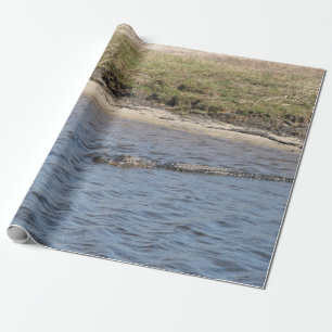 Amerikanischer Alligator schwimmt in einem Marschf Geschenkpapier
