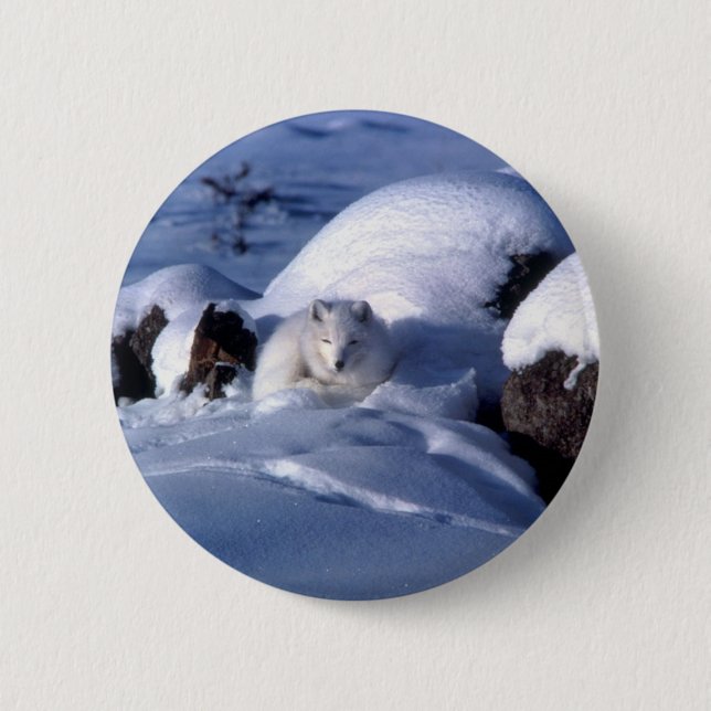 Amerikanischer arktischer Fox Button (Vorderseite)