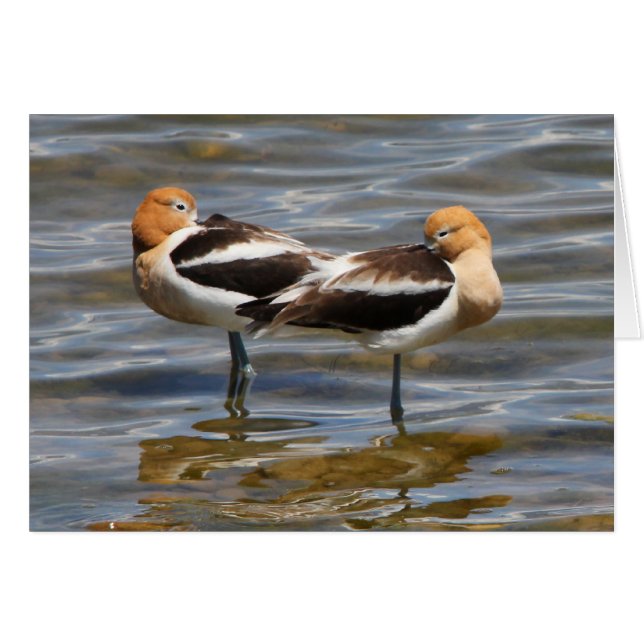 Amerikanischer Avocet (Vorderseite (Horizontal))