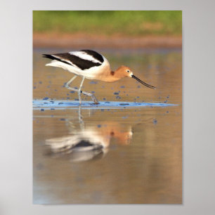 Amerikanischer Avocet im Teich Poster