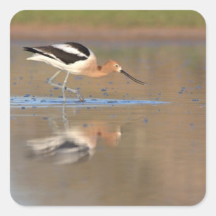 Amerikanischer Avocet im Teich Quadratischer Aufkleber