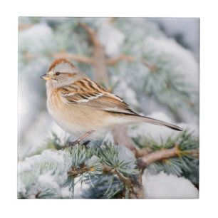 Amerikanischer Baumspatz im Winter Fliese