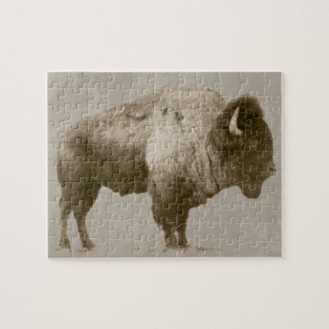 Amerikanischer Bison (Horizontal)