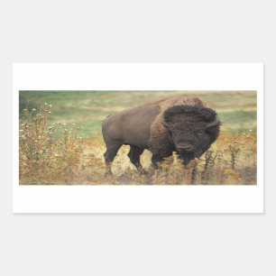 Amerikanischer Bison-Aufkleber Rechteckiger Aufkleber
