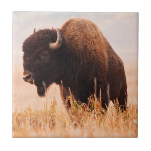 Amerikanischer Bison (Bison Bison) -Herde in Teton Fliese
