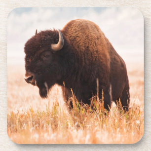 Amerikanischer Bison (Bison Bison) -Herde in Teton Getränkeuntersetzer