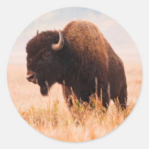 Amerikanischer Bison (Bison Bison) -Herde in Teton Runder Aufkleber