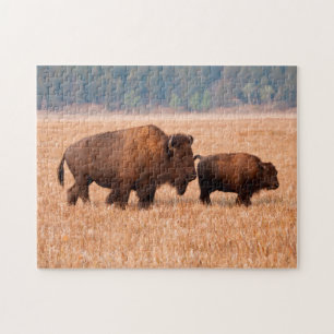 Amerikanischer Bison (Bison bison) Kuh und Kalb