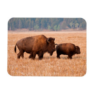 Amerikanischer Bison (Bison bison) Kuh und Kalb Magnet