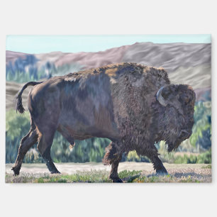 Amerikanischer Bison, der in einer Graslandschaft Magnet