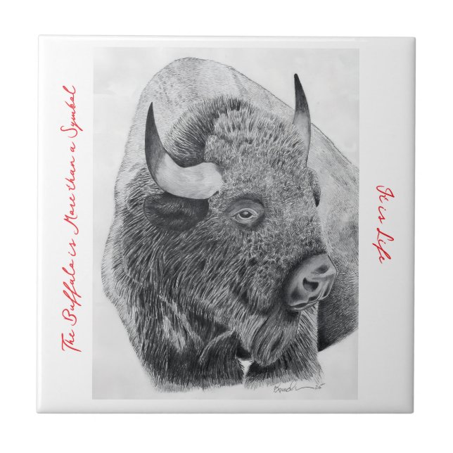 Amerikanischer Bison Fliese (Vorderseite)