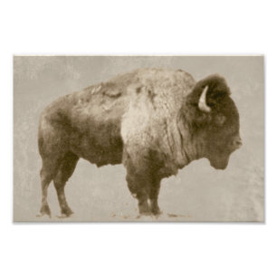 Amerikanischer Bison Fotodruck