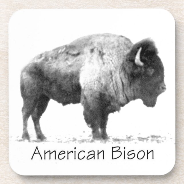 Amerikanischer Bison Getränkeuntersetzer (Vorderseite)