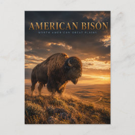Amerikanischer Bison Great Plains TIERWELT Postkarte