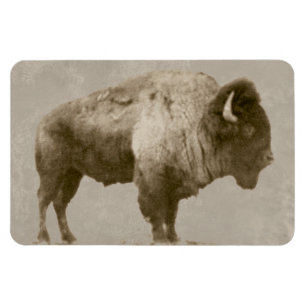 Amerikanischer Bison Magnet