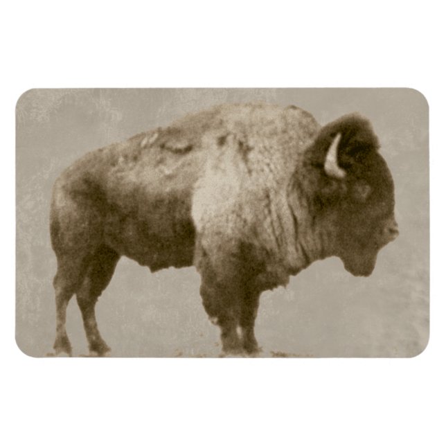 Amerikanischer Bison Magnet (Horizontal)