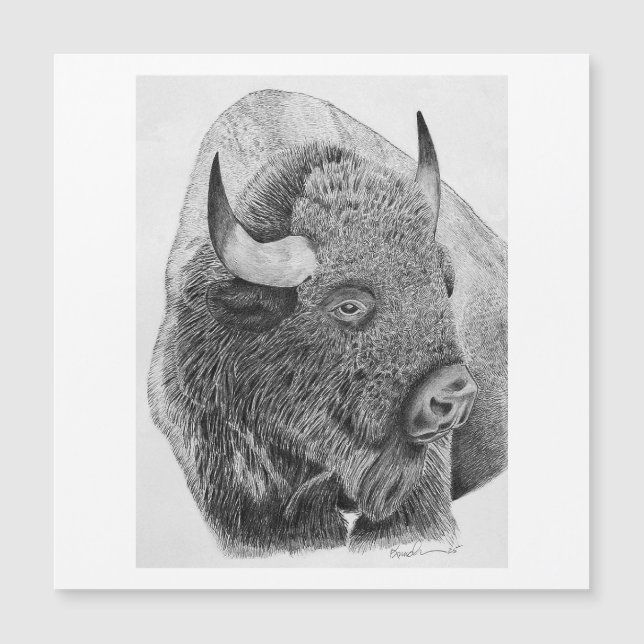 Amerikanischer Bison Magnetkarte (Vorderseite)