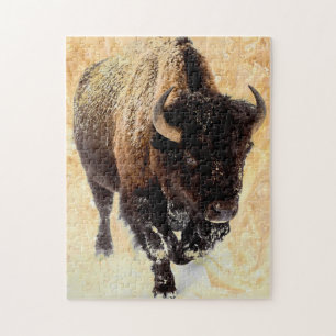 Amerikanischer Bison Natur Outdoor Nationalpark