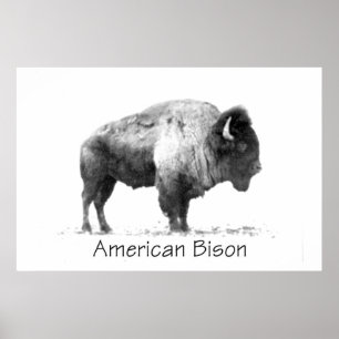 Amerikanischer Bison Poster