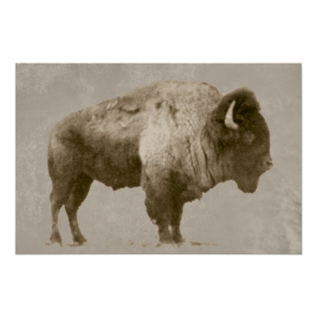 Amerikanischer Bison Poster (Vorderseite)