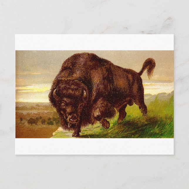Amerikanischer Bison Postkarte (Vorderseite)