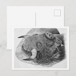 Amerikanischer Bison Postkarte