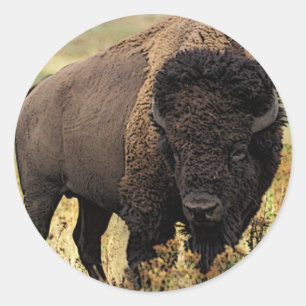 Amerikanischer Bison Runder Aufkleber