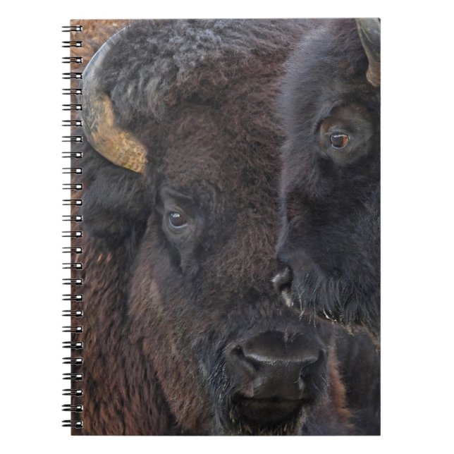 Amerikanischer Bison-verbundene Paare Stier und Notizblock (Vorderseite)