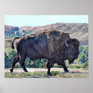 Amerikanischer Büffelbison Poster