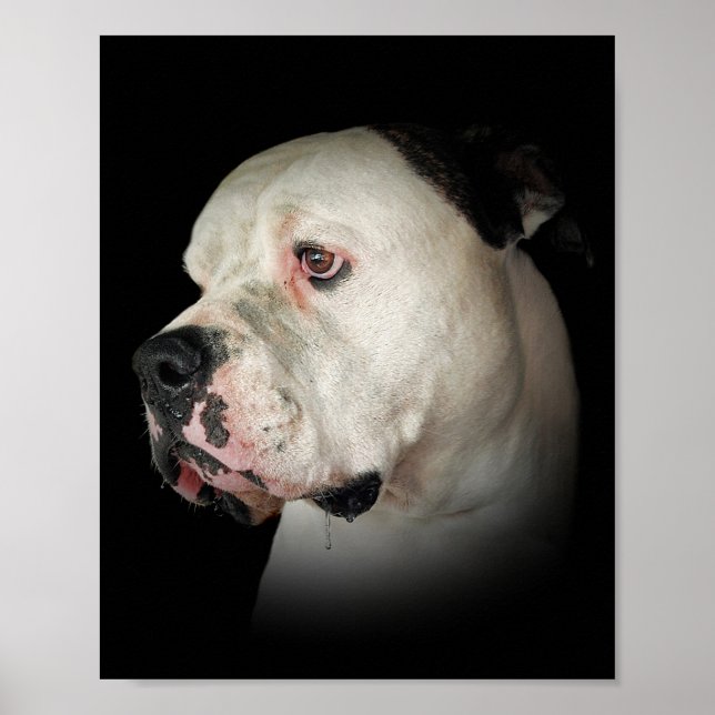 Amerikanischer Bulldog Poster (Vorne)
