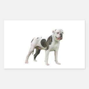 Amerikanischer Bulldogge - Braun-Weiß Rechteckiger Aufkleber