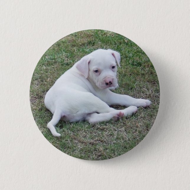 Amerikanischer Bulldoggen-Welpen-Knopf Button (Vorderseite)
