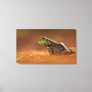 Amerikanischer Bullfrog sitzend auf Kiefernnadeln Leinwanddruck
