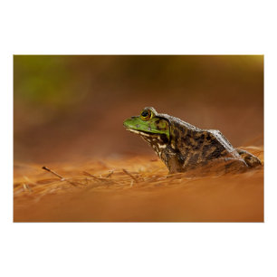 Amerikanischer Bullfrog sitzend auf Kiefernnadeln Poster