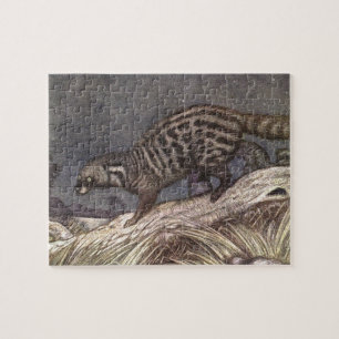 Amerikanischer Civet by Louis Sargent, Vintage Ani