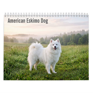 Amerikanischer Eskimo-Hund 2027 Wandkalender