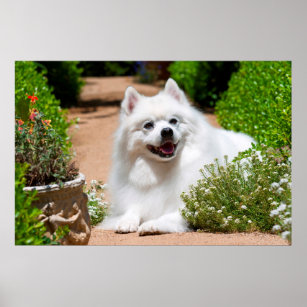 Amerikanischer Eskimo Hund liegt auf einem Gartenw Poster