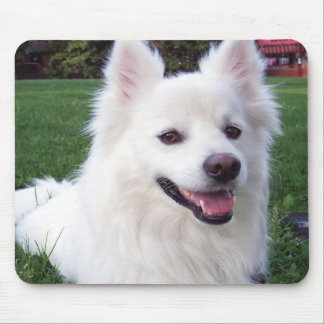 Amerikanischer Eskimohund Mousepad