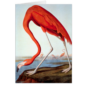 Amerikanischer Flamingo