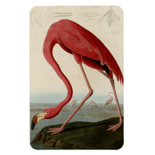 Amerikanischer Flamingo Magnet