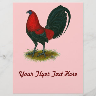 Amerikanischer Gamecock:  Braunrot Flyer