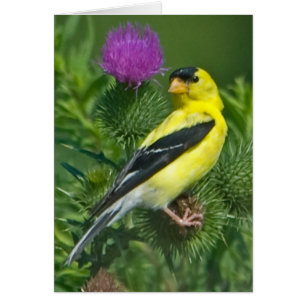 Amerikanischer Goldfinch