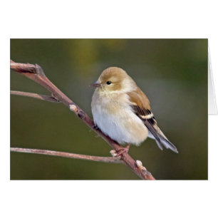 Amerikanischer Goldfinch
