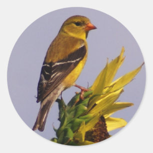 Amerikanischer Goldfinch auf Sonnenblume Runder Aufkleber