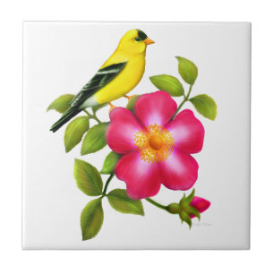 Amerikanischer Goldfinch auf wilder Fliese