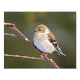 Amerikanischer Goldfinch Fotodruck