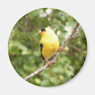 Amerikanischer Goldfinch Magnet