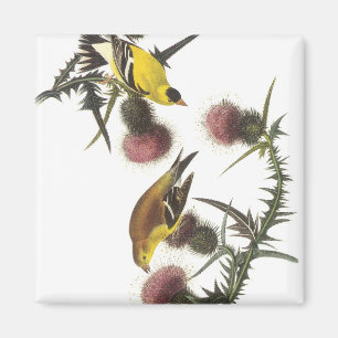 Amerikanischer Goldfinch Magnet