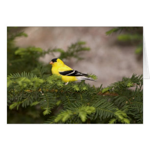 Amerikanischer Goldfinch-Mann im Baum