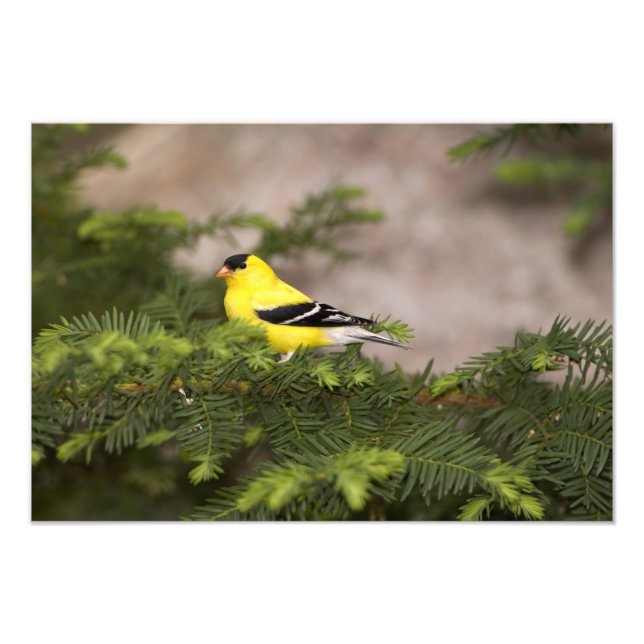 Amerikanischer Goldfinch-Mann im Baum Fotodruck (Vorne)